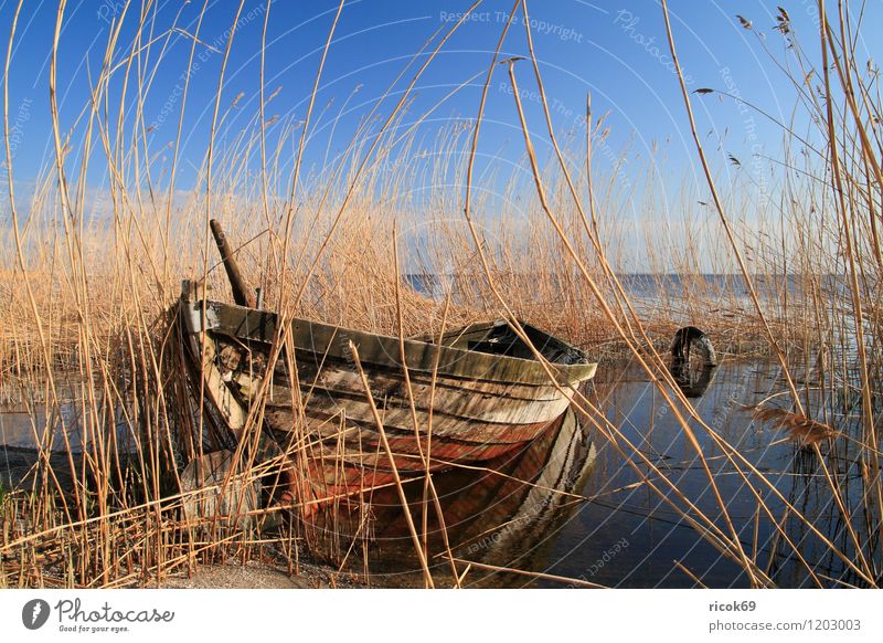 Boat in reed Vacation & Travel Environment Nature Landscape Water Cloudless sky Weather Beautiful weather Coast Baltic Sea Ocean Fishing boat Watercraft Old