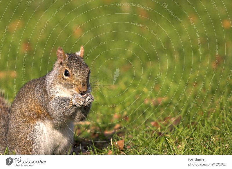 B-croissants Grass Animal Wild animal Squirrel 1 Sit Small Cute Obedient Break Feed Mammal Colour photo Exterior shot Crouch To feed Deserted Day