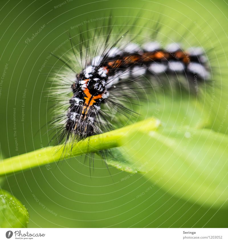 What a nut! Animal Wild animal Butterfly Spider Worm Animal face 1 Esthetic Authentic Elegant Hideous Caterpillar Colour photo Multicoloured Exterior shot