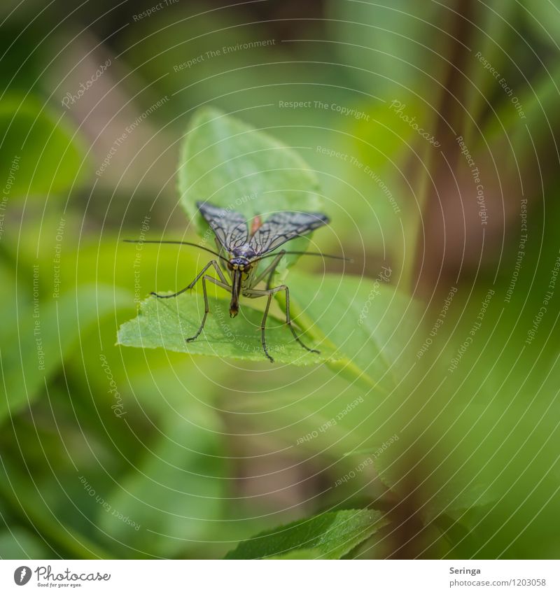 Break ( Scorpion Fly ) Animal Butterfly Animal face 1 Flying Crawl Looking Blue Brown Multicoloured Yellow Gray Green Black Silver Moth Colour photo