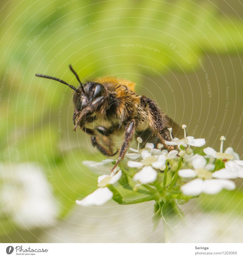 wild bee Environment Nature Plant Animal Air Sun Sunlight Tree Flower Grass Blossom Foliage plant Wild plant Garden Meadow Forest Bee 1 Exotic Colour photo