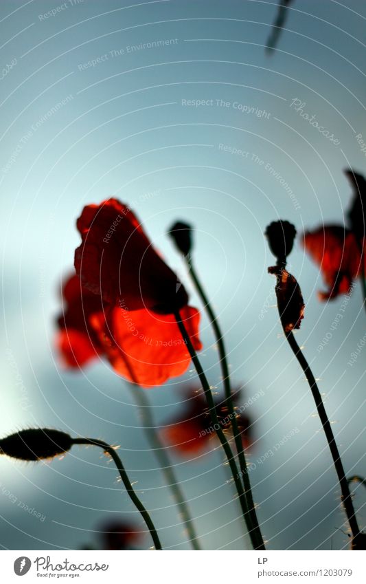 poppies Nature Plant Air Cloudless sky Poppy blossom Firm Far-off places Red Anticipation Cool (slang) Determination Warm-heartedness Beautiful Peaceful Serene