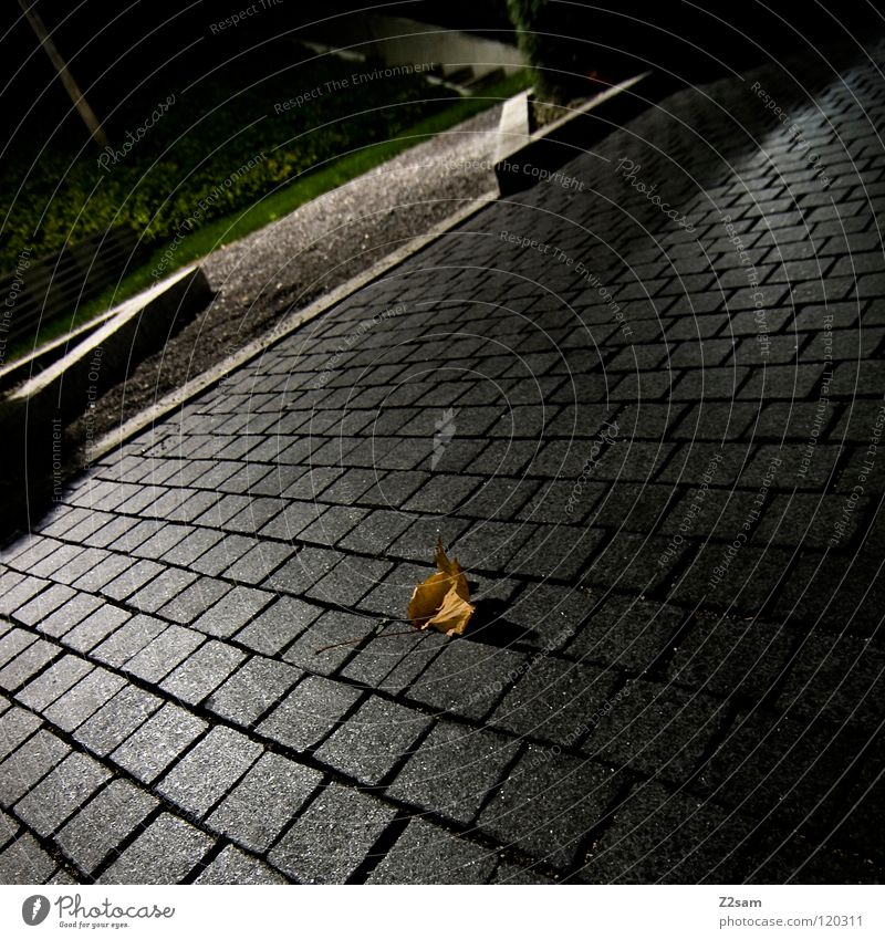 autumn Autumn Leaf Graphic Simple Glittering Green Park Curbside Corner Gray Brown Dark Night Rest Nature Stone Cobblestones Shadow Black & white photo Evening