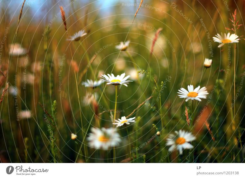 daisies Environment Nature Landscape Plant Elements Air Spring Summer Flower Grass Leaf Wild plant Daisy Garden Park Meadow Field Blossoming Fresh Multicoloured