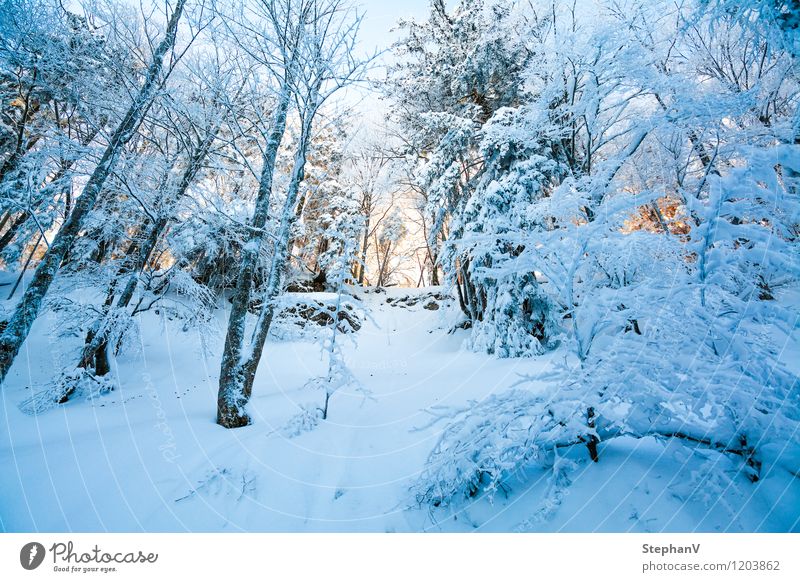 Warm sunbeams in winter landscape Winter Snow Mountain Nature Landscape Sunrise Sunset Sunlight Ice Frost Tree Forest Gaisberg Calm Colour photo Exterior shot