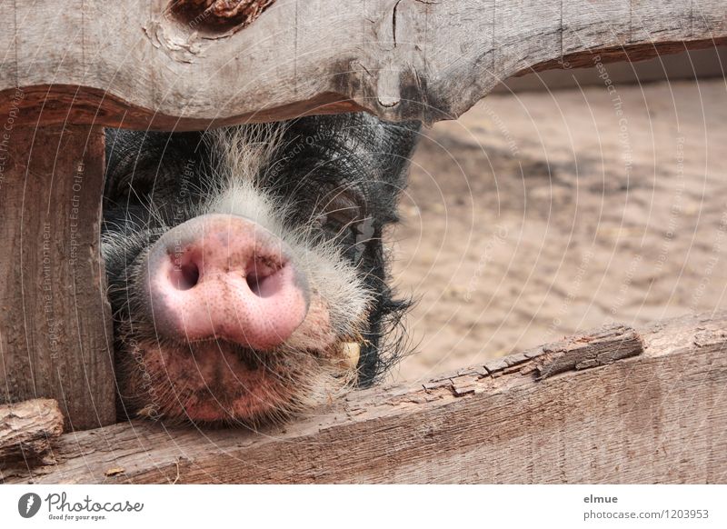 Do you have anything to eat? Farm animal Swine Boar Socket Good luck charm Observe Communicate Wait Dirty Natural Curiosity Smart Pink Black Trust Sympathy