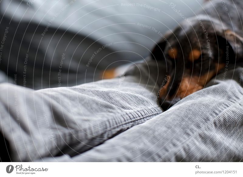 carlson on cord Human being Adults Legs 1 Pants Animal Dog Animal face Dachshund Relaxation Sleep Cute Joie de vivre (Vitality) Friendship Together