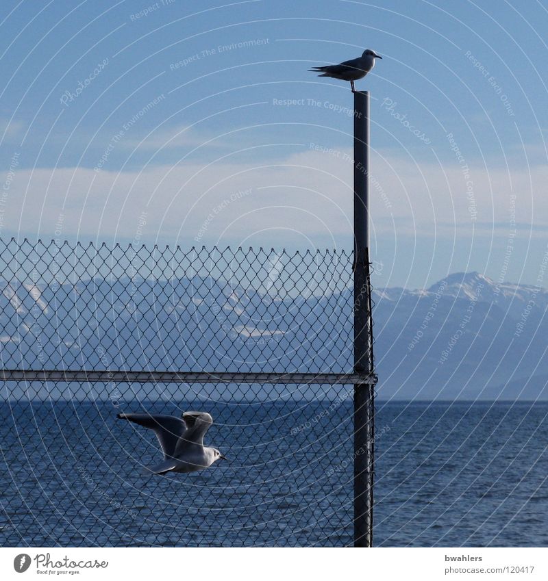 boundless Seagull Lake Fence Clouds Waves Bird Water Sky Lake Constance Blue Mountain Alps Flying Pole