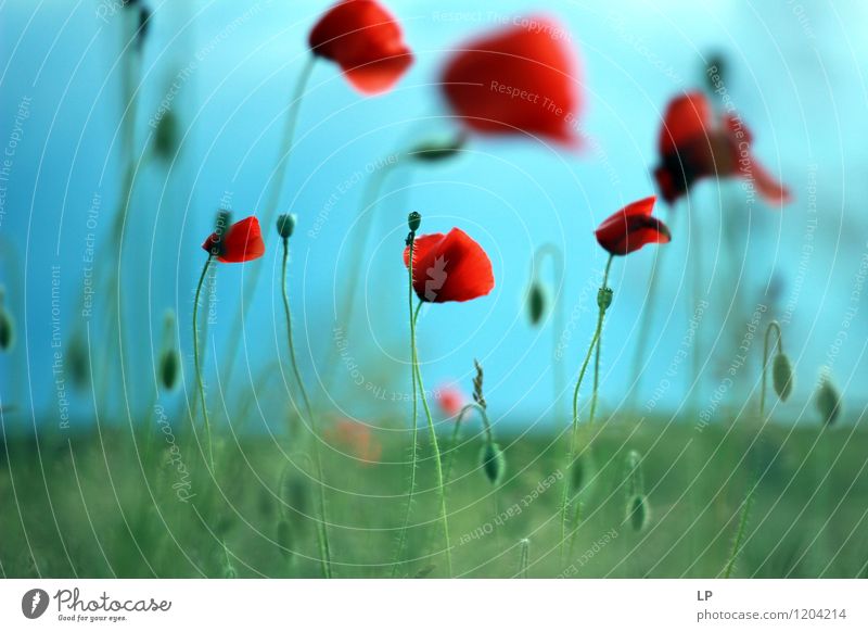 poppies Environment Nature Landscape Plant Elements Air Earth Sky Spring Summer Climate Beautiful weather Flower Grass Leaf Blossom Poppy Poppy blossom Simple