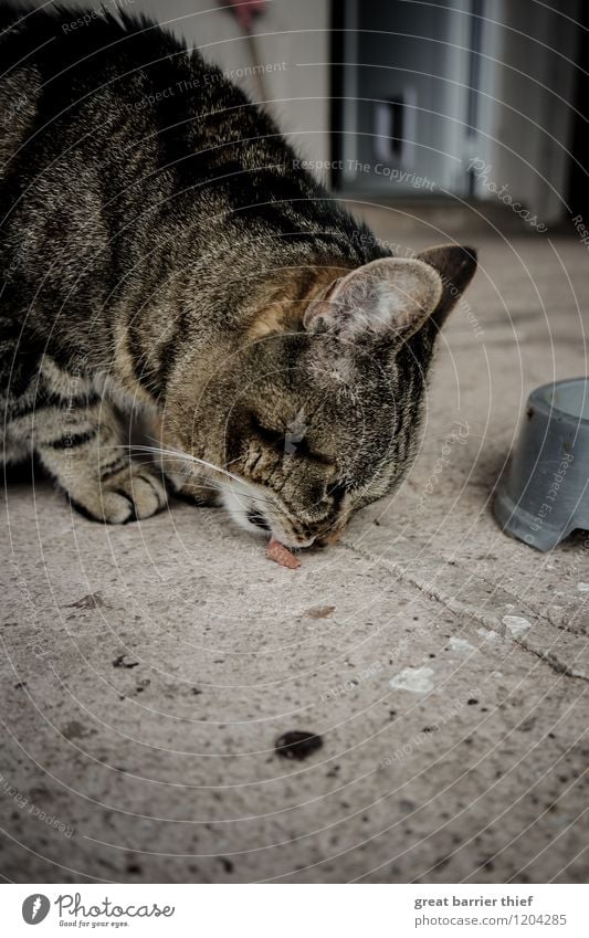 The insatiability of the cat animal Animal Pet Cat Animal face Pelt Paw 1 Eating To feed Natural Feminine Brown Gray Appetite Thirst To enjoy Floor covering