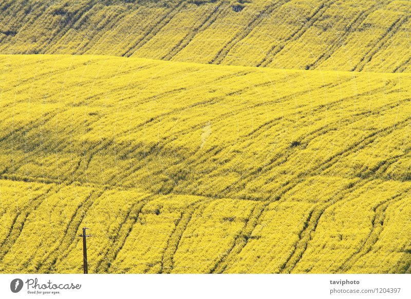 abstract textured turnip field Vegetable Beautiful Summer Environment Nature Landscape Plant Flower Hill Yellow Green Energy Canola Farm agriculture oil Cabbage