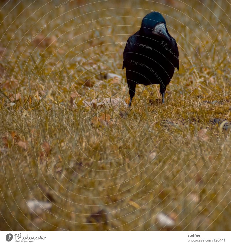 Sunday stroll Bird Raven birds Crow Black White Yellow Green Red To go for a walk Meadow Grass Tree Autumn Physics Cold Calm Loneliness Feather Beak In transit