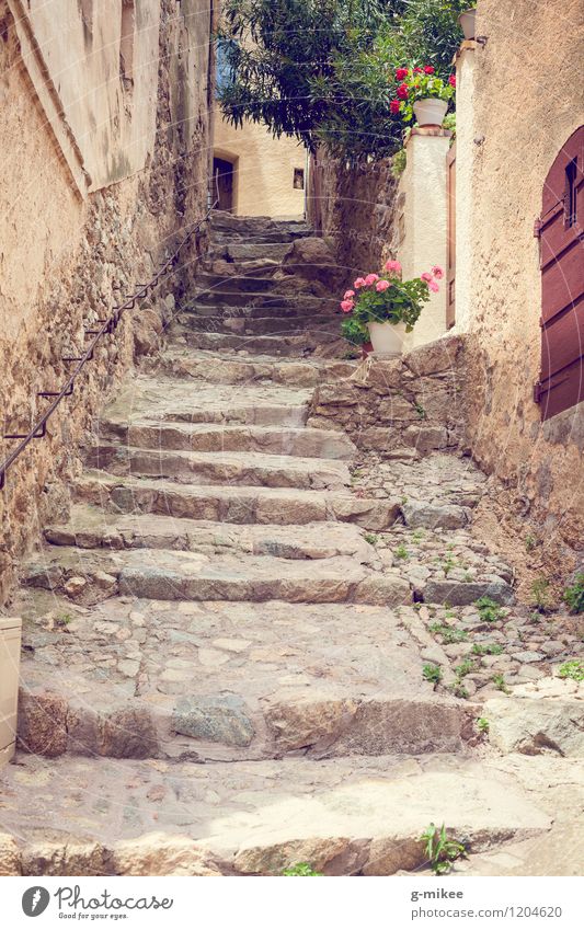 Mediterranean Ways Village Old town Architecture Stairs Yellow Corsica Island Alley Travel photography Flower Lanes & trails Colour photo Exterior shot Deserted