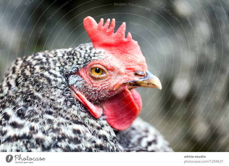 Iroquois Barn fowl 1 Animal Pride Mohawk hairstyle Laying hen Leopard print Rooster Cockscomb Beak Flirt Egg Macho Harem Farm meat consumption Meat Meat dishes