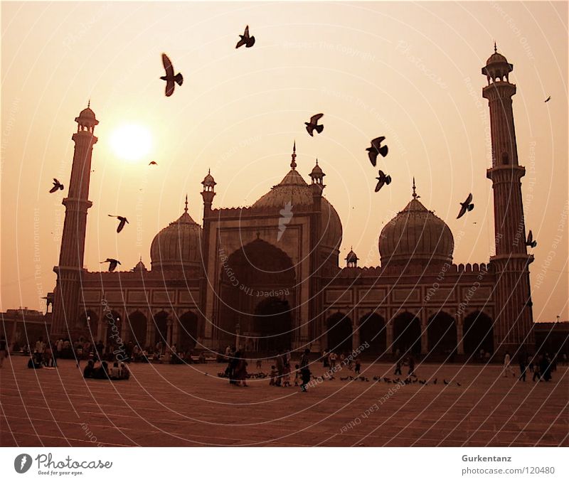 Pigeons of Allah Mosque India Back-light Delhi Bird Afternoon New Delhi Islam Flock of birds Religion and faith Asia House of worship Traffic infrastructure