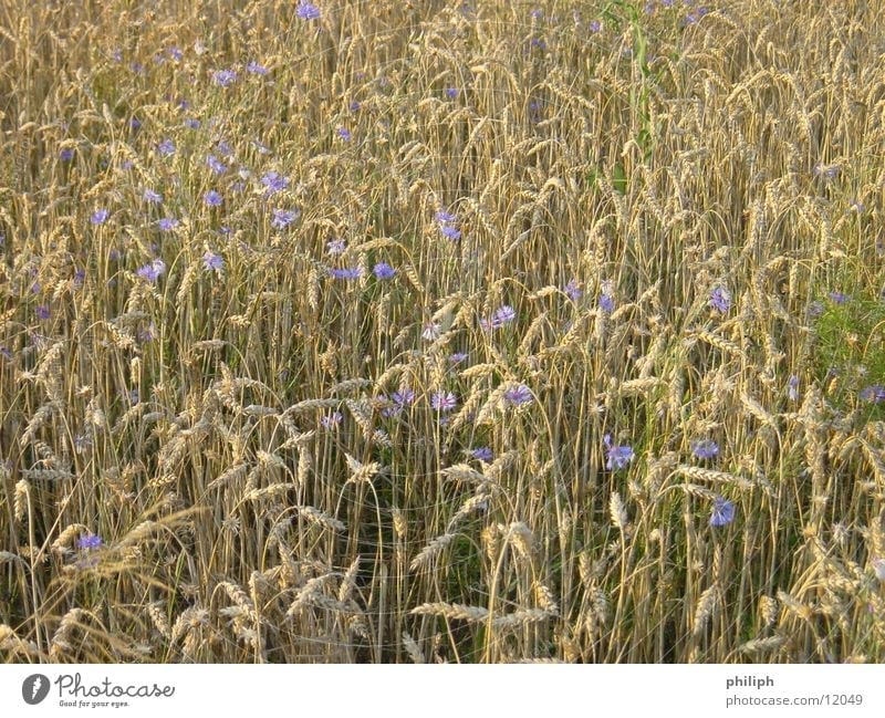 CornFlowersField Barley Grain corn