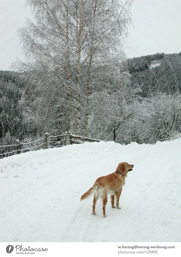 Dog in winter1 Winter Forest Golden Retriever Leisure and hobbies Animal Mammal Snow Mountain