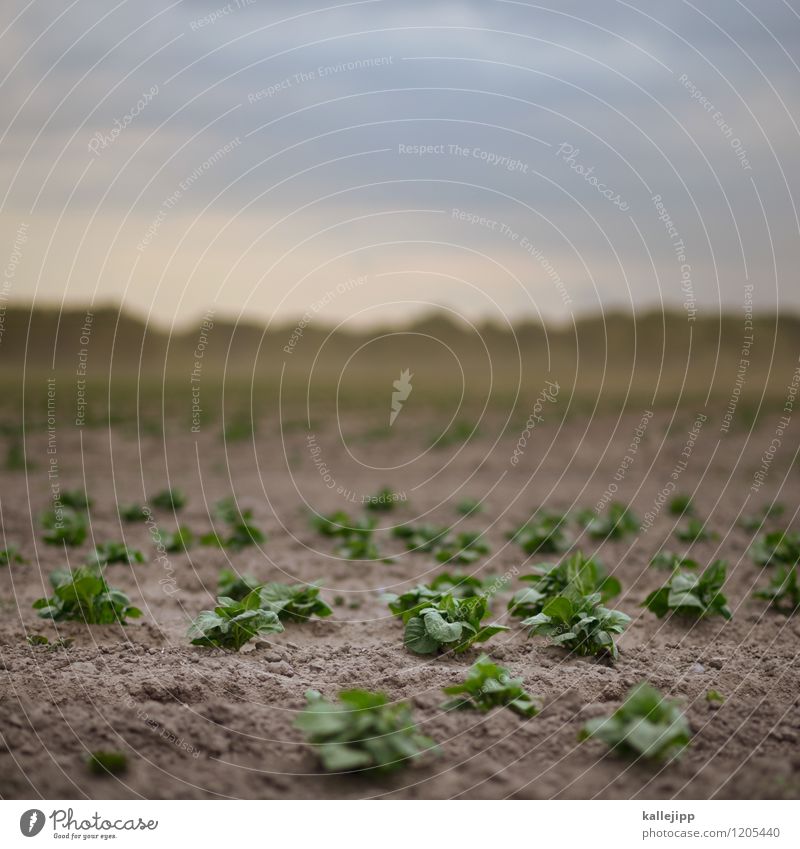 new housing estate Profession Workplace Economy Agriculture Forestry Environment Nature Landscape Earth Sky Clouds Horizon Climate Climate change Weather Storm