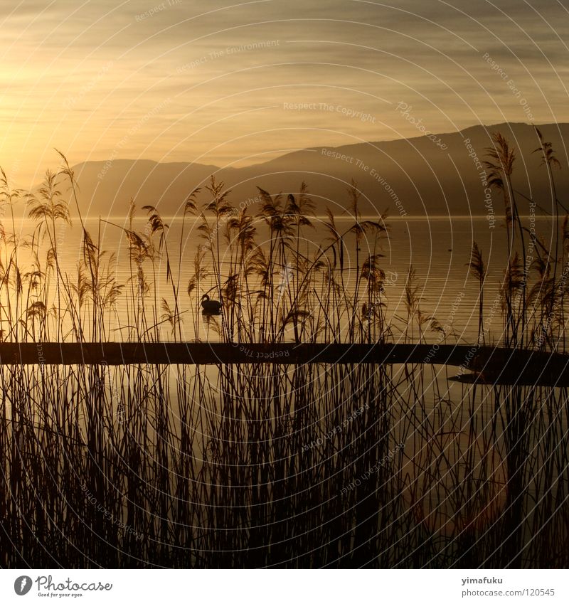 Fanel 2 Sunset Nature lake mountain reed ochre shadow beautiful
