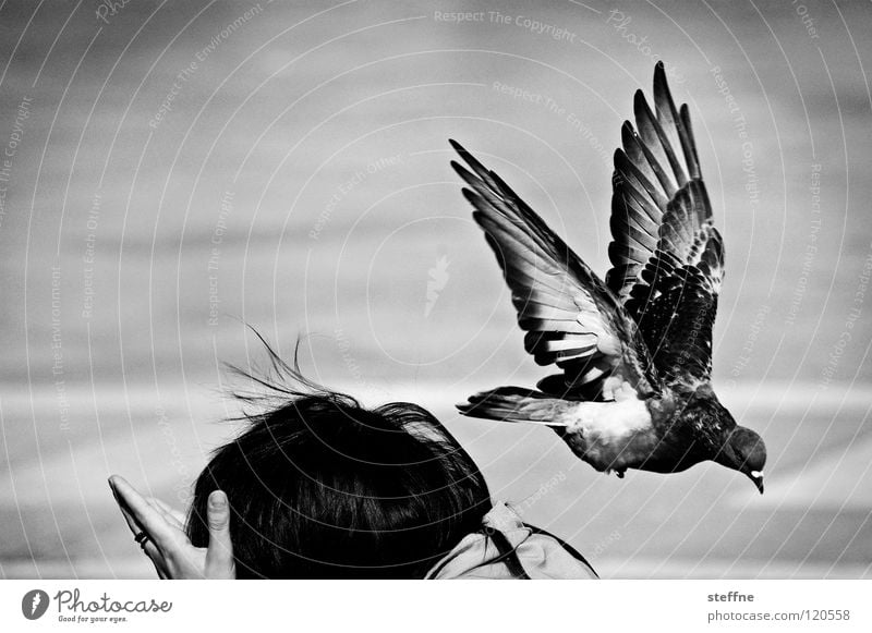All pigeons fly HOOOCH Pigeon Bird Woman Shoulder Departure Scare Panic Frightening Beast Tourist Dramatic Black White Attack Going Feeding Venice