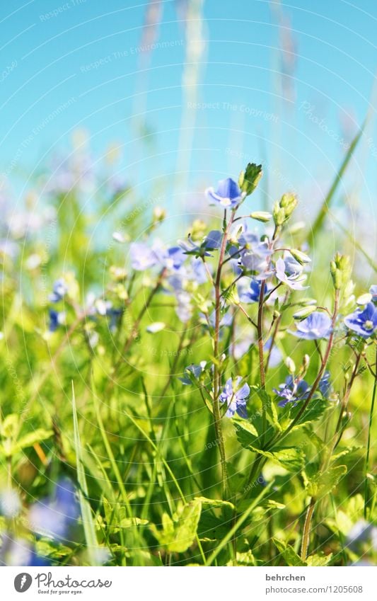 a day in summer... Nature Plant Sky Spring Summer Beautiful weather Flower Grass Leaf Blossom Wild plant Veronica Garden Park Meadow Blossoming Fragrance Growth