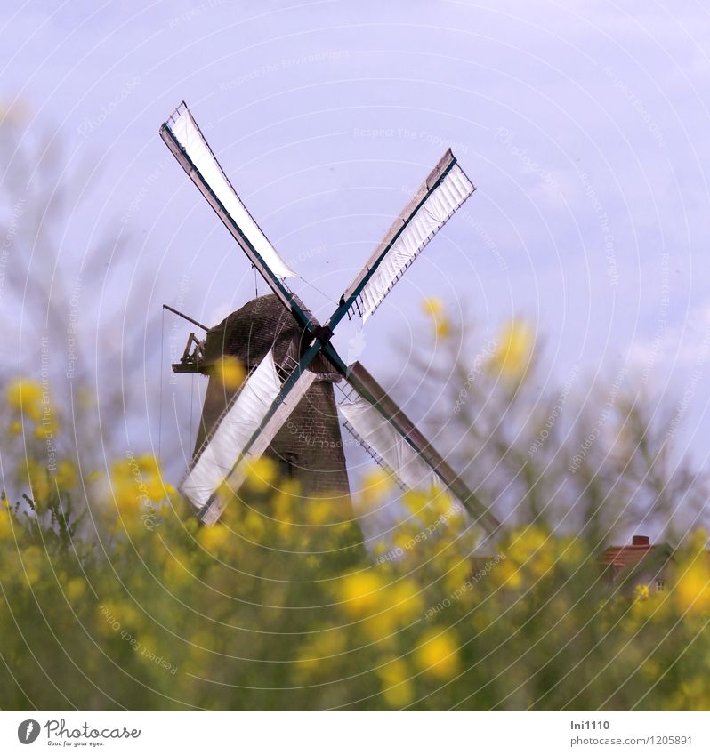 Windmill behind the rape field Nature Plant Sky Sunlight Spring Agricultural crop Canola Field West Hoyel Village Stone Wood Brick Sharp-edged naturally Blue