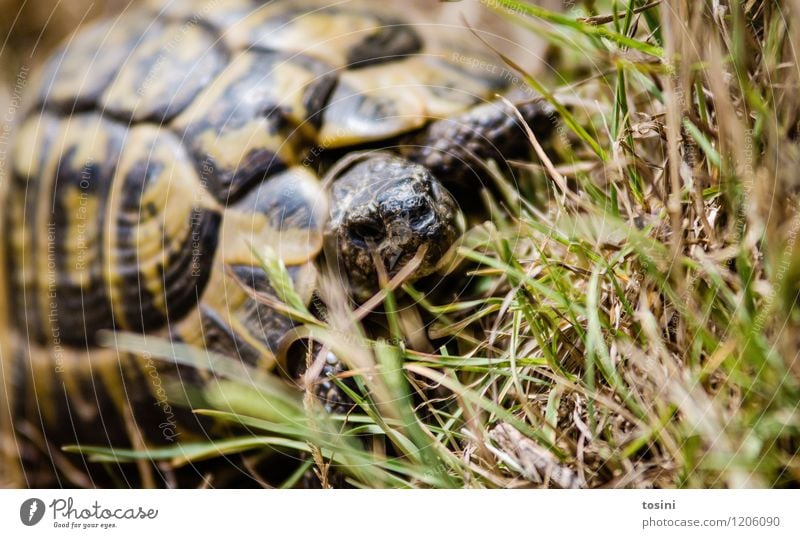 I got a tank. Nature Animal Wild animal Zoo 1 Curiosity Turtle Tortoise-shell Armor-plated Caution Grass Pattern Face Colour photo Exterior shot Day