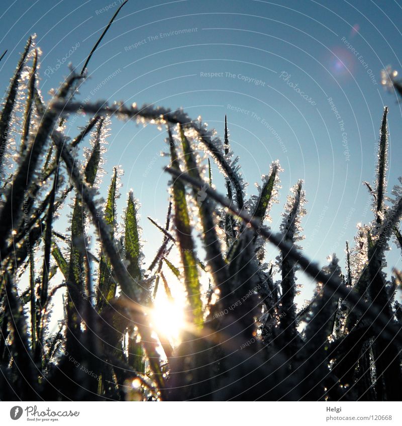 Hoarfrost on blades of grass against a blue sky Winter Freeze Frozen Cold Ice crystal Hoar frost Glittering Grass Plant Long Thin Green Meadow Growth Grown