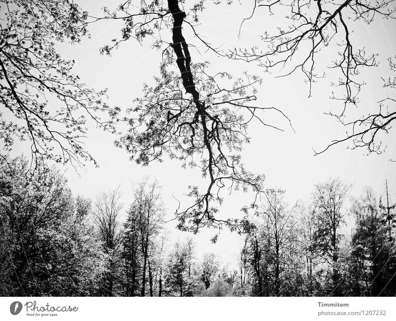simple black and white photography nature