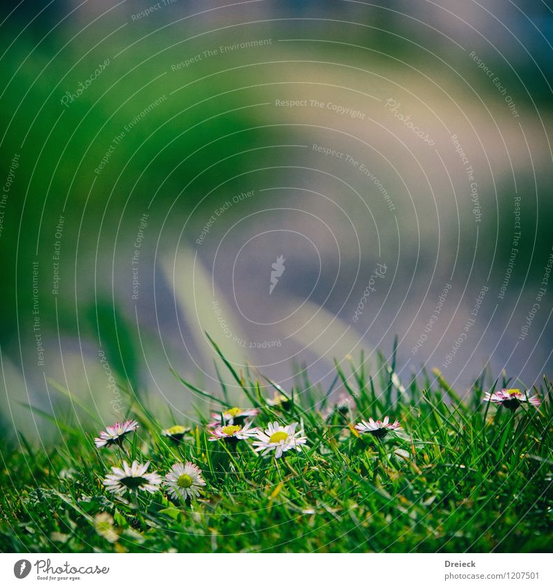 flower path Environment Plant Spring Summer Beautiful weather Flower Grass Leaf Blossom Foliage plant mergerite Garden Park Meadow Fragrance Friendliness Fresh