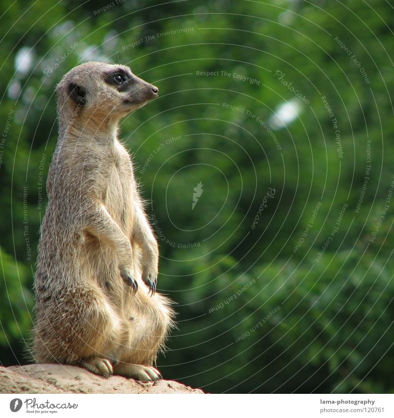 Timon the Scout Meerkat Long-tailed monkey Vantage point Watchfulness Testing & Control Position Bird's-eye view Hill Zoo Park Animal Stand Crouch Savannah Cute