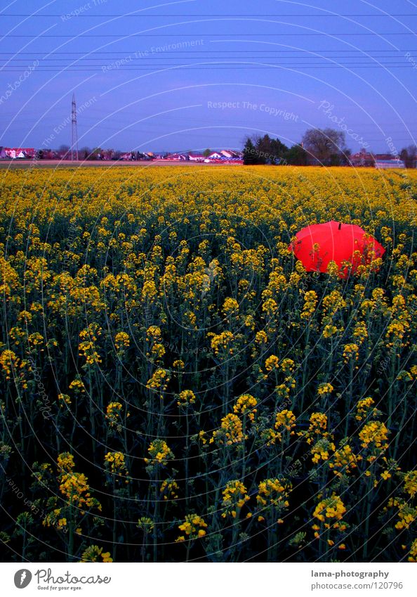 Twilight - End of Raps Sunset Doomed Forget Transmission lines Village To enjoy Calm Dream Summer Canola Canola field Field Meadow Agriculture Spring Jump