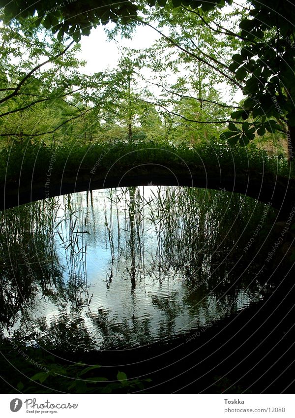 bank Brook Lake Footbridge Common Reed Water reflection Reflection Tree Green Coast Bridge