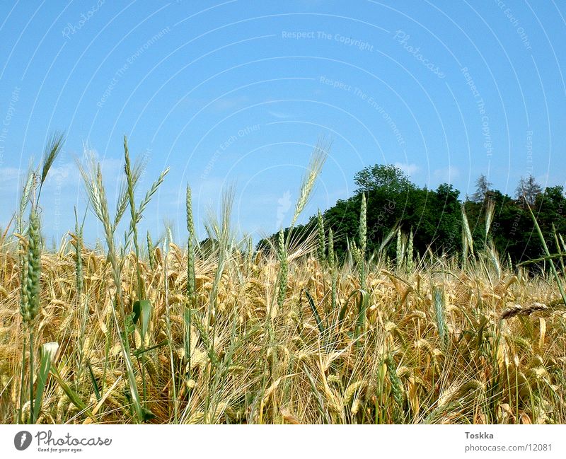 grain field start Sky blue Tree Green Clouds Cornfield Grain honour Nature Blue