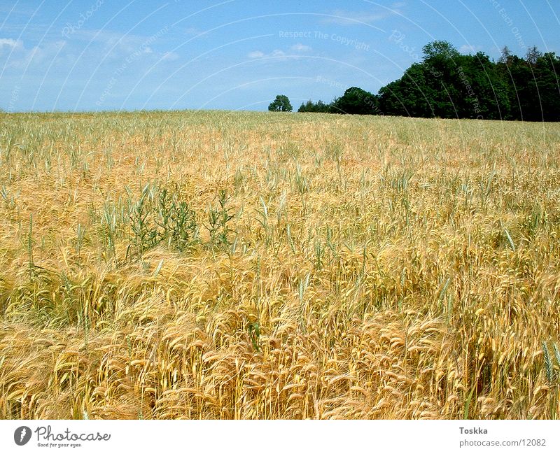 Wide grain field Sky blue Tree Green Clouds Cornfield Grain honour Nature Blue