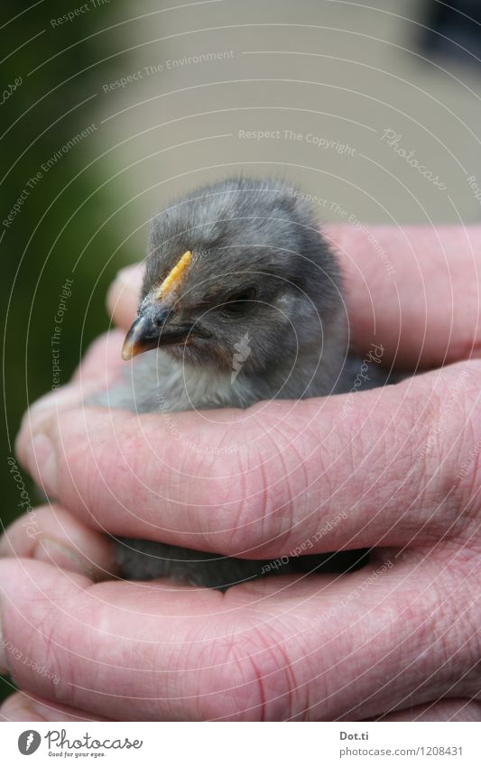 chic Hand Fingers Animal Farm animal Animal face 1 Baby animal Catch Small Cute Soft Gray Barn fowl Chick Retentive Caution Rooster Colour photo Subdued colour
