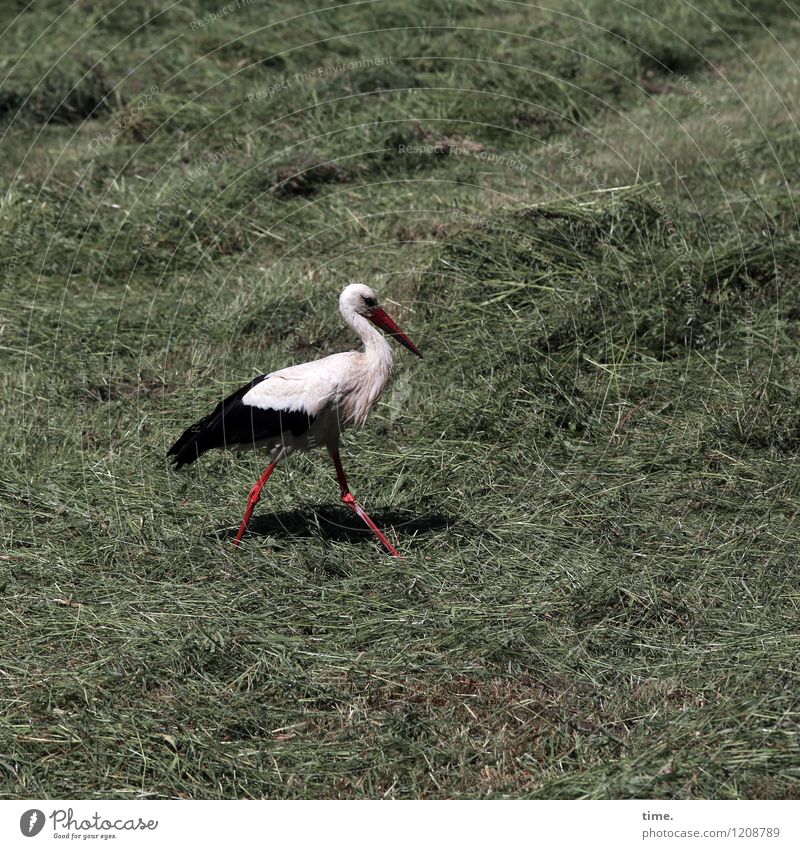 Spreedorado | At the sausage counter of nature Beautiful weather Grass Hay Field Animal Wild animal Bird Wing Stork Feather Observe Going Hunting Walking