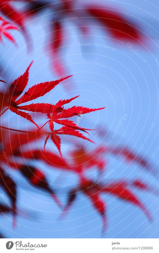 red Nature Plant Sky Cloudless sky Spring Summer Autumn Beautiful weather Tree Leaf Garden Park Fresh Bright Natural Red Colour photo Exterior shot Close-up
