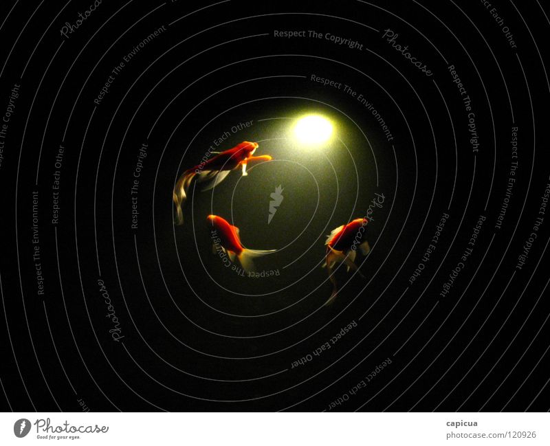 emptiness Light 3 River Brook Fish water darkness abstract dream Orange three aquatic sea deep