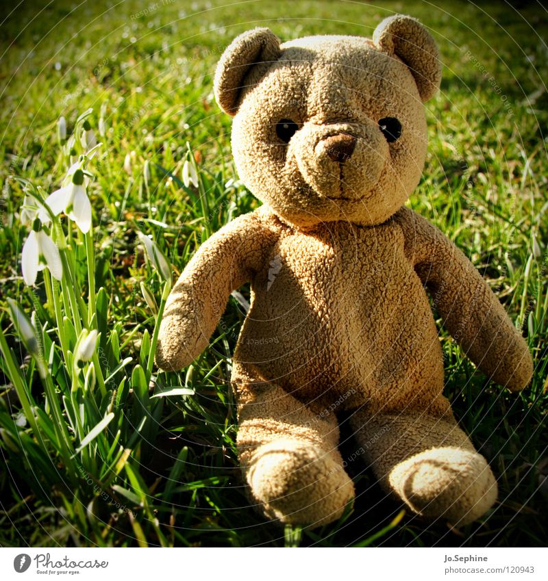 Blund discovers spring teddy Teddy bear Cuddly toy cuddly toy Toys Snowdrop Spring day Spring fever Spring flowering plant Sunlight Beautiful weather Joy Garden