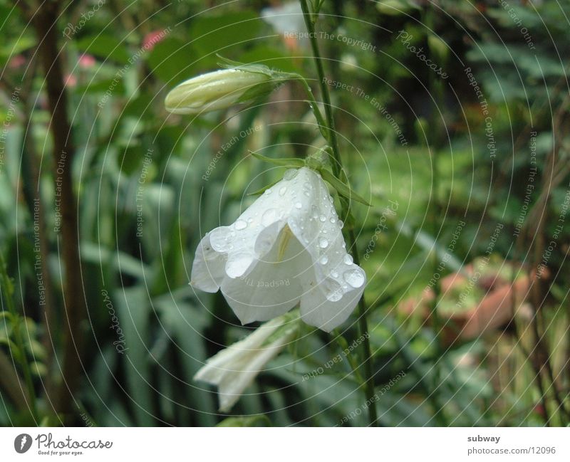 white beauty Blossom White Drops of water Nature Green Plant flower waterdrop waterdrops drops rain Bud Garden Wild animal