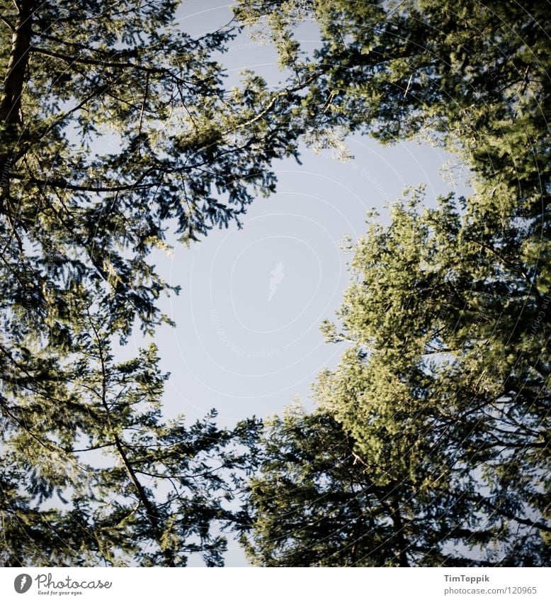 The sky over Frankfurt I Clearing Forest Tree Bushes Green Branched Fir tree Spruce Birch tree Beech tree Oak tree Lime tree Maple tree Air To go for a walk