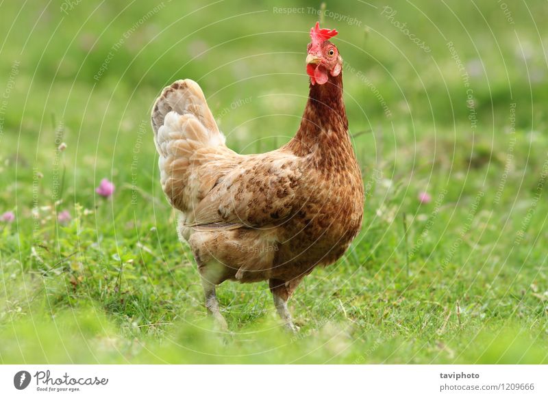 hen looking at the camera Meat Summer Camera Woman Adults Nature Animal Grass Bird Natural Brown Green Red Chicken Farm poultry Beak head Domestic Agriculture