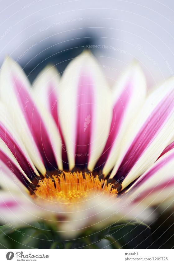 noonday gold Nature Plant Summer Flower Leaf Blossom Foliage plant Pot plant Moody Garden Blossoming Gazania Beautiful Shallow depth of field Blossom leave