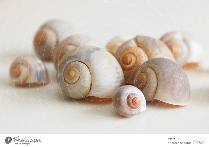 slug housing estate Nature Animal Snail Group of animals Brown Snail shell Many Decoration Still Life Mussel Colour photo Subdued colour Interior shot