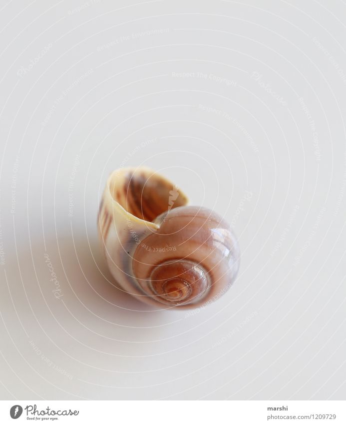 Singel Apartment Nature Animal Snail 1 Brown Snail shell Individual Expressionless Decoration Colour photo Subdued colour Interior shot Studio shot Close-up