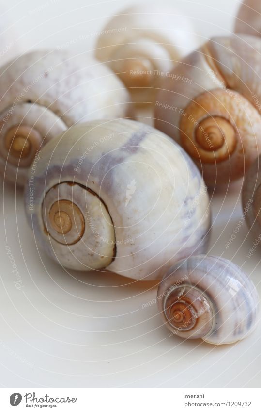 snail shells Animal Snail Group of animals Moody Snail shell Decoration Many Interior shot Close-up Detail Isolated Image Neutral Background Day