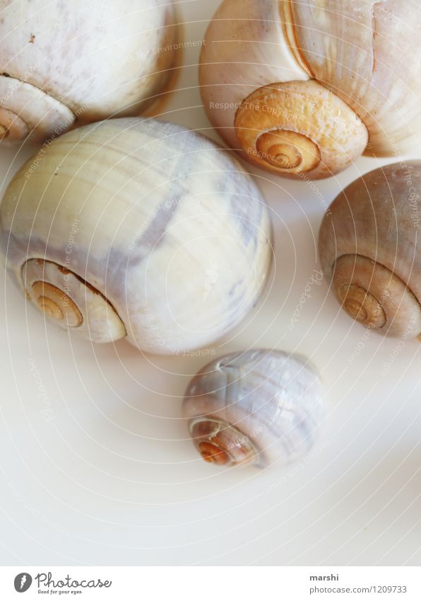 snail shells Nature Animal Snail Group of animals Animal family Brown Snail shell Decoration Colour photo Subdued colour Interior shot Studio shot Detail
