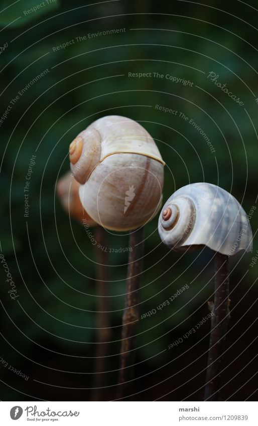 Garden impression VII Nature Plant Animal Snail Moody Snail shell Decoration Colour photo Exterior shot Close-up Detail Macro (Extreme close-up) Day