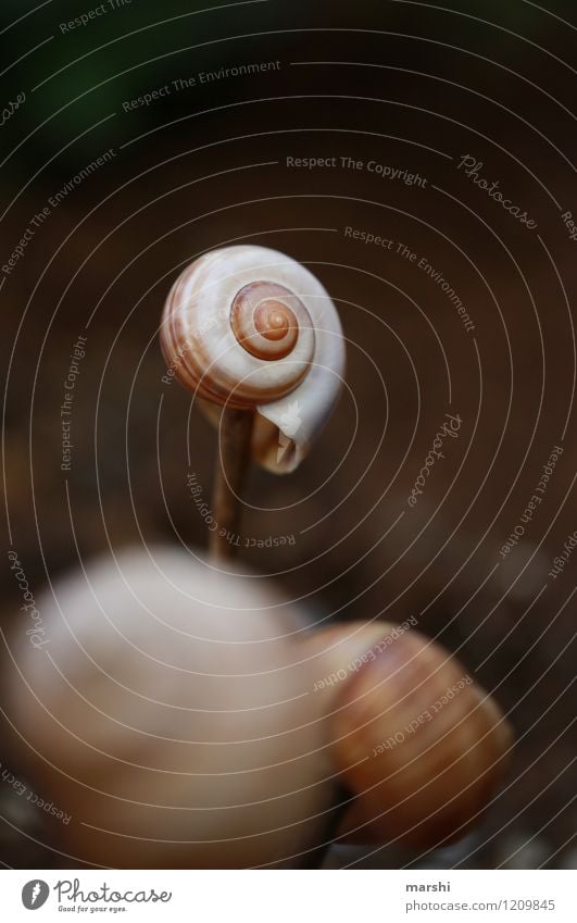 Garden impression II Nature Plant Summer Meadow Animal Snail Moody Snail shell Decoration Colour photo Exterior shot Close-up Detail Macro (Extreme close-up)